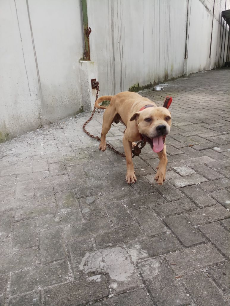 Photo of the dog