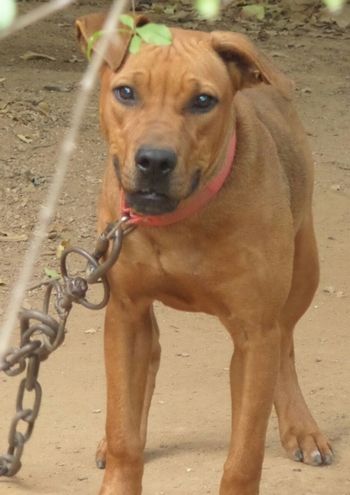 Photo of the dog