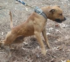 Photo of the dog