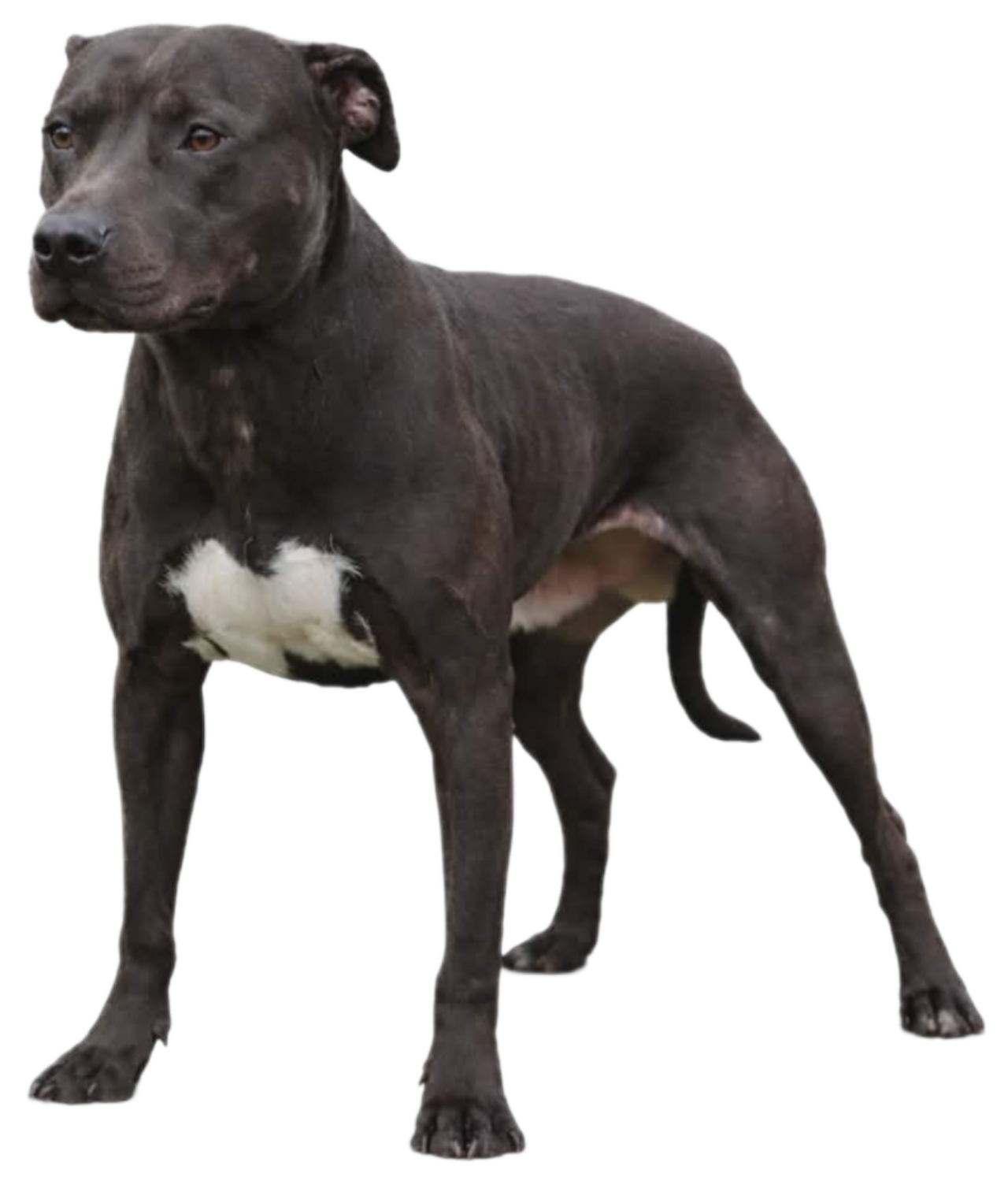Photo of the dog