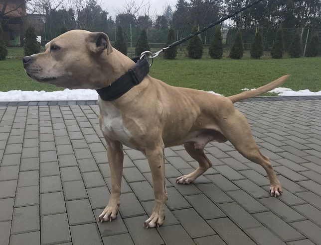 Photo of the dog