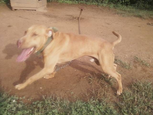 Photo of the dog