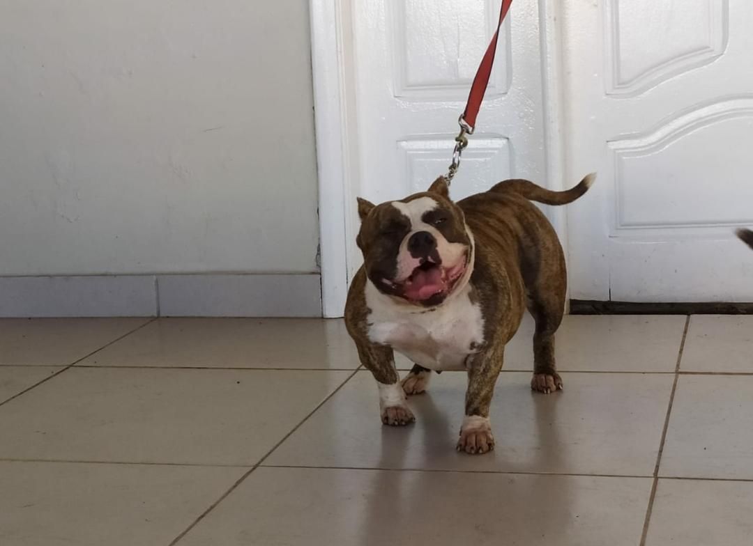 Photo of the dog