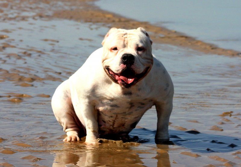 Photo of the dog