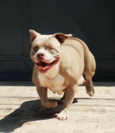 Photo of the dog