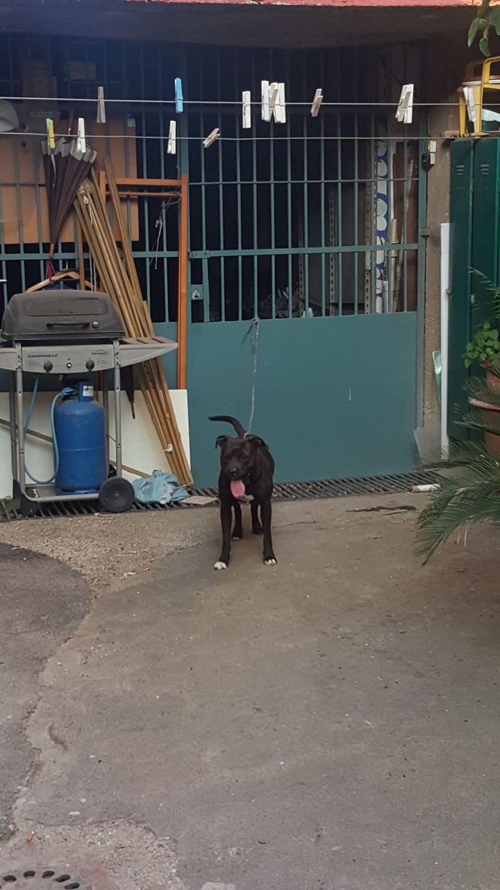 Photo of the dog