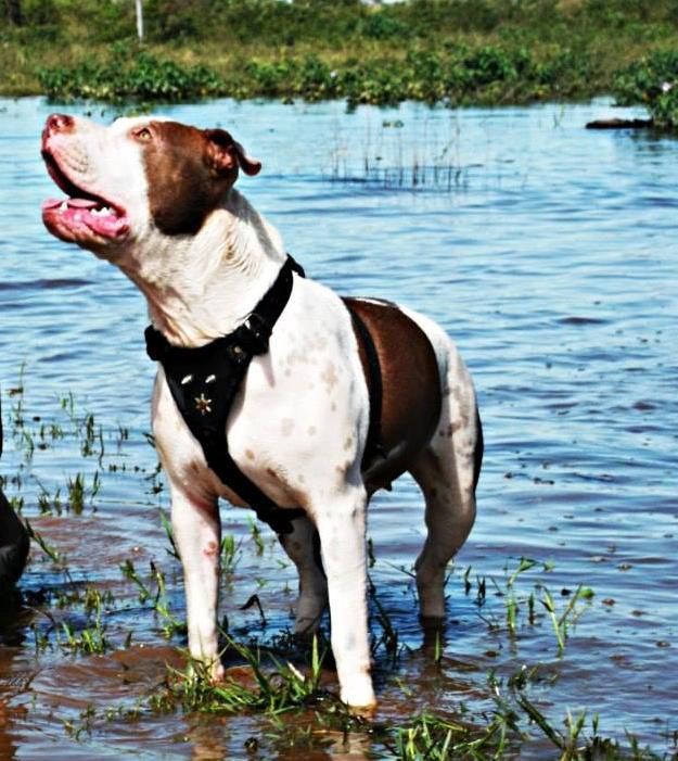 Photo of the dog