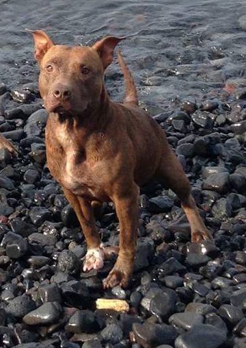 Photo of the dog