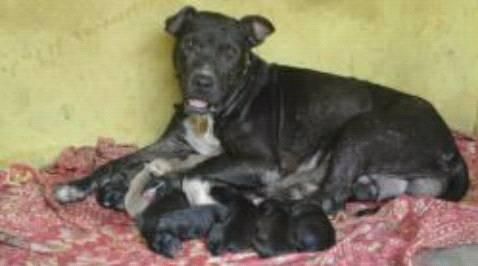 Photo of the dog
