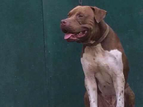 Photo of the dog