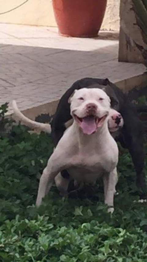 Photo of the dog