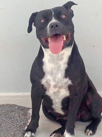 Photo of the dog