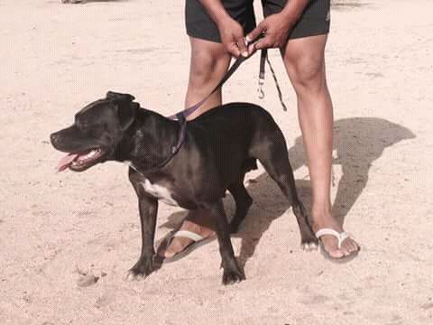 Photo of the dog