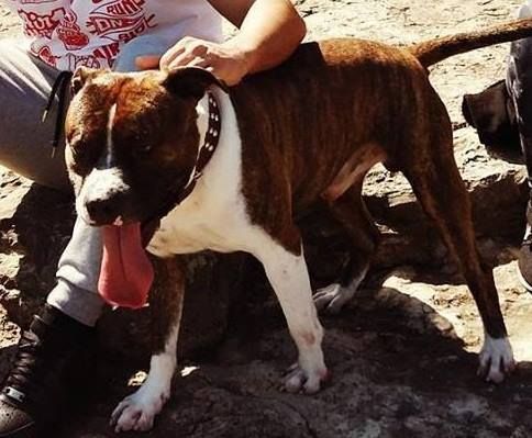Photo of the dog