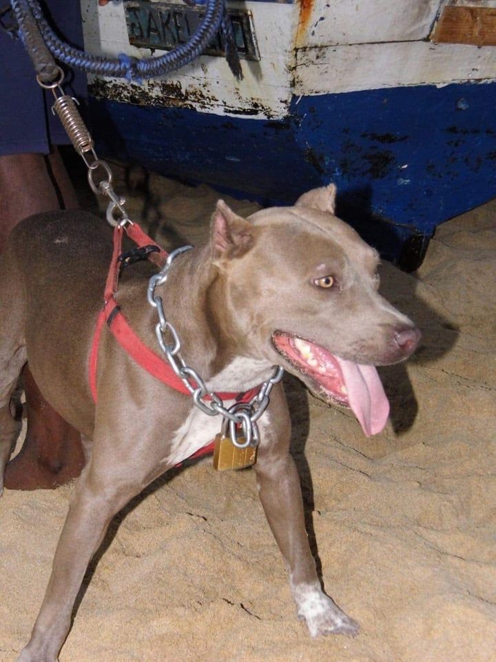 Photo of the dog