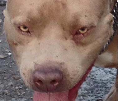 Photo of the dog