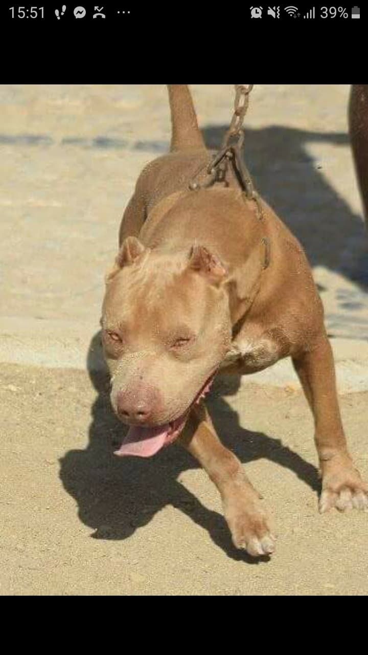 Photo of the dog