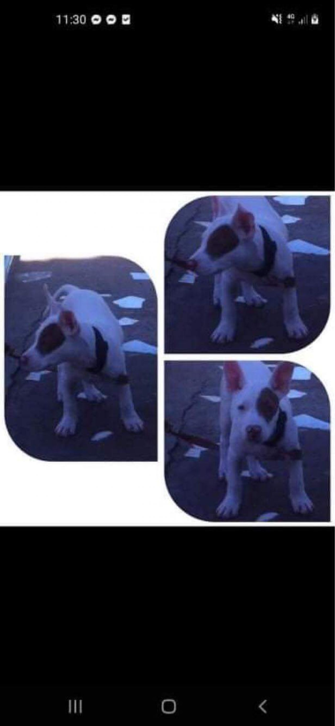 Photo of the dog