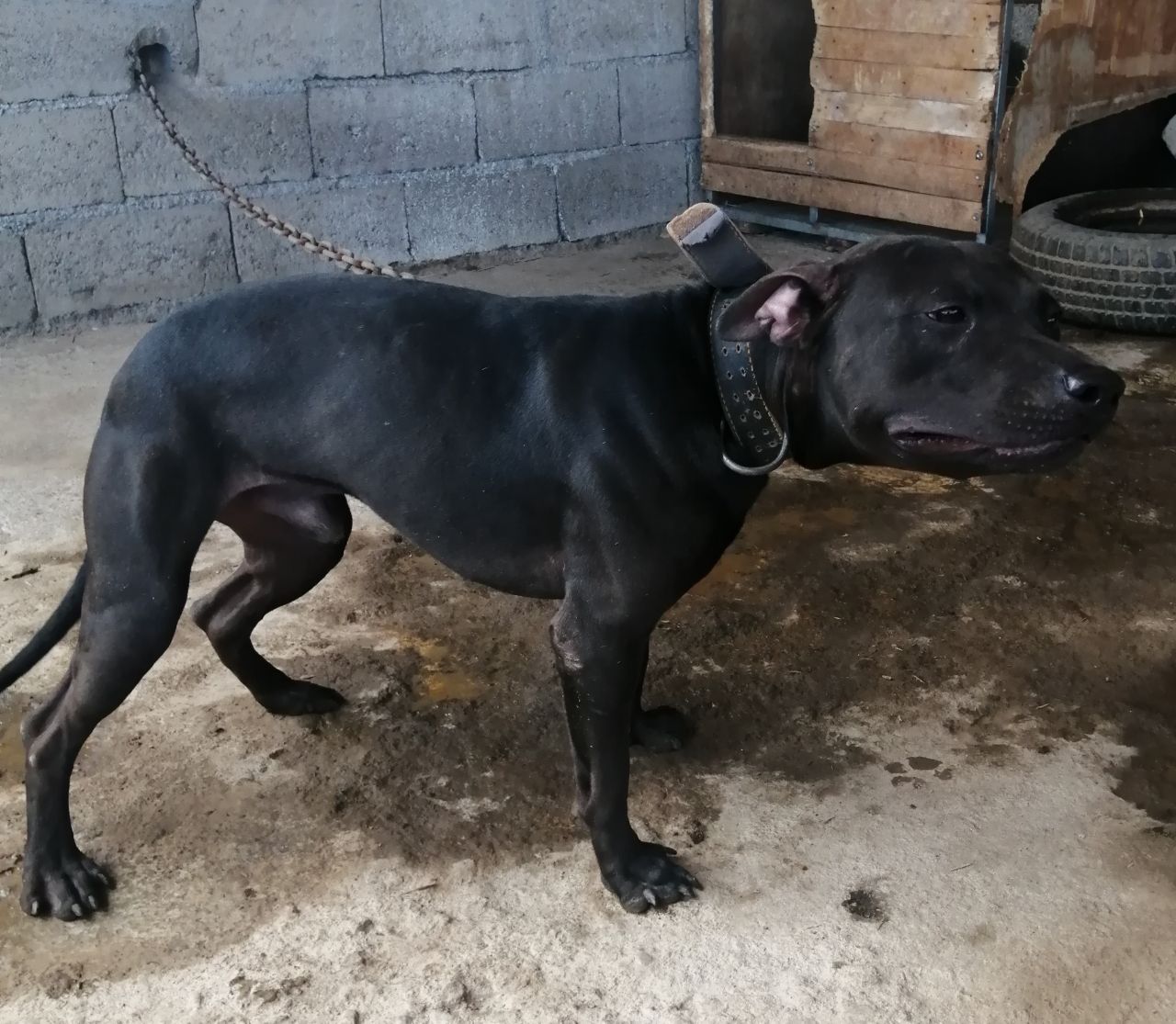 Photo of the dog