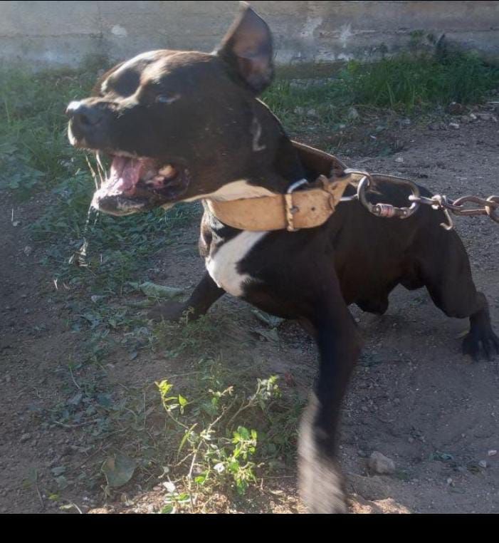 Photo of the dog