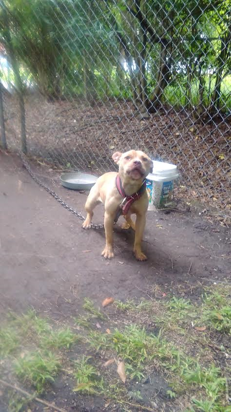 Photo of the dog