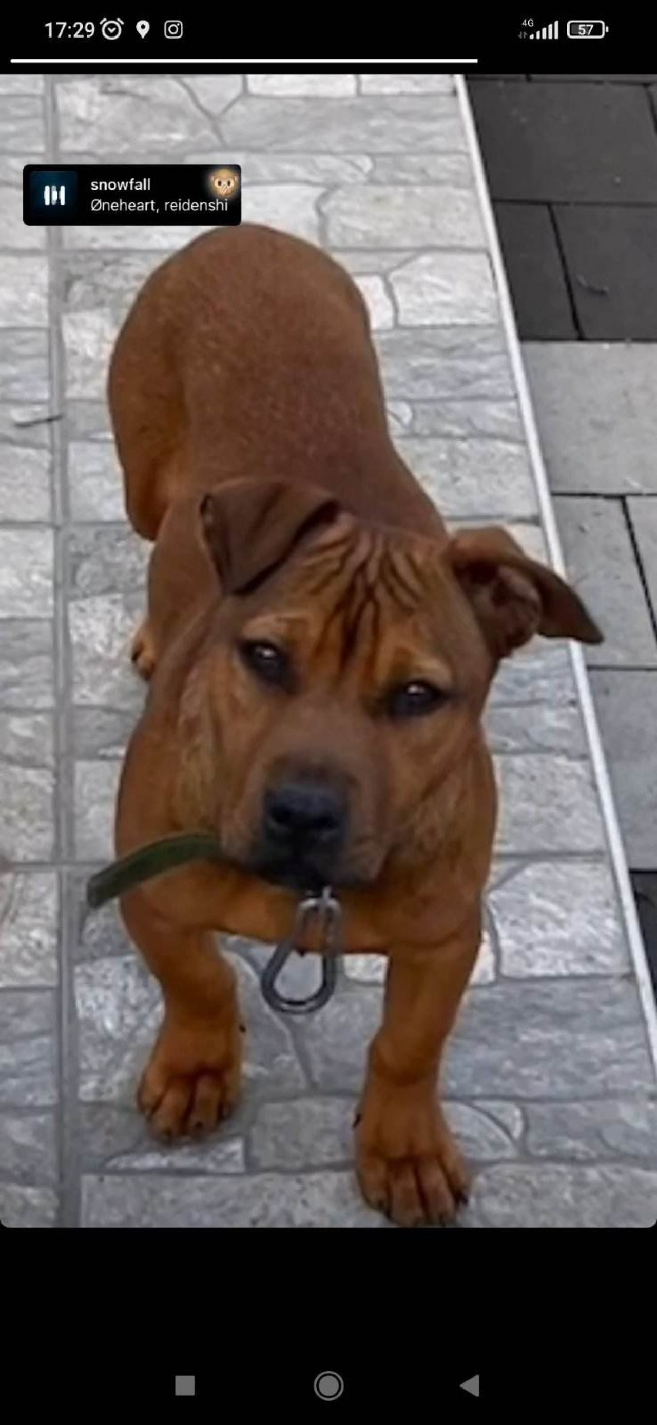 Photo of the dog