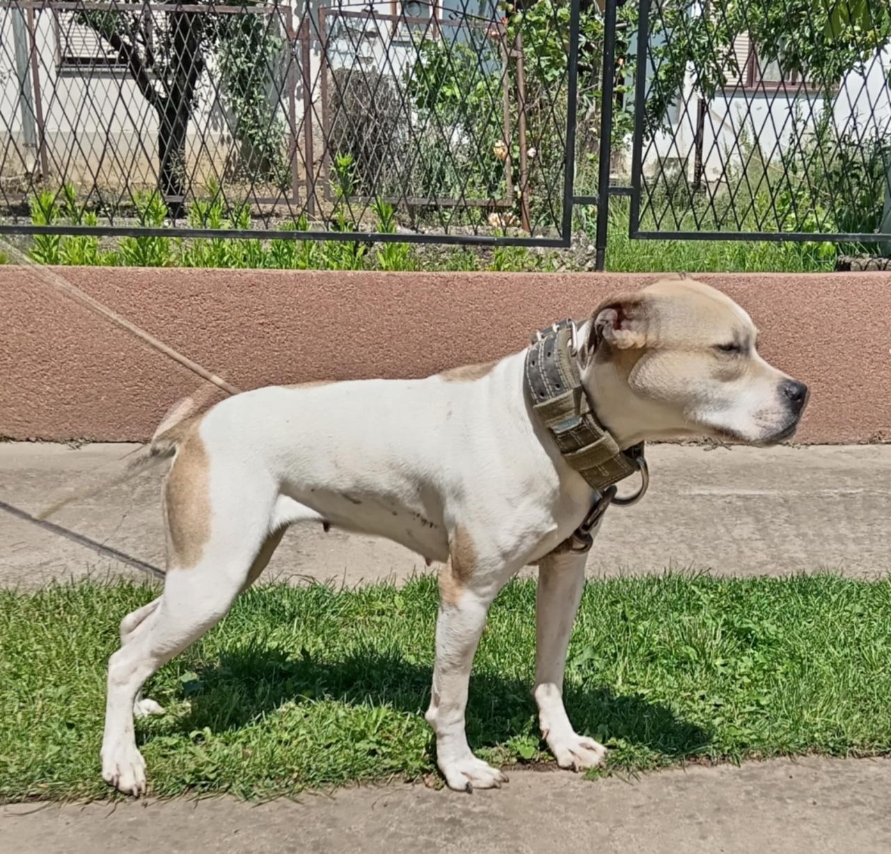 Photo of the dog