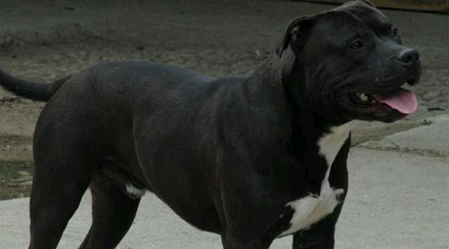 Photo of the dog