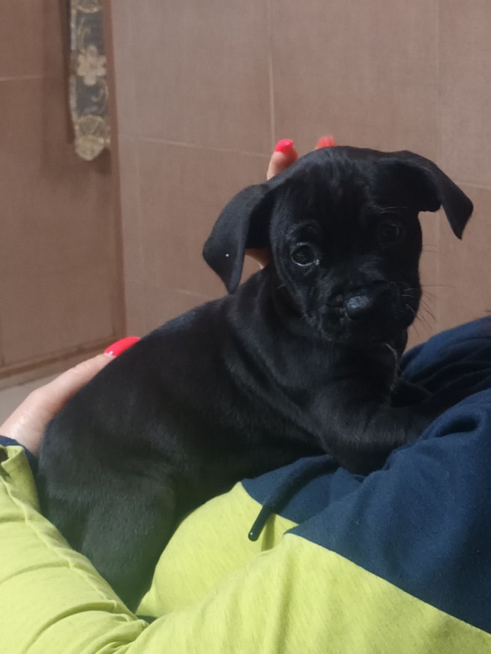 Photo of the dog
