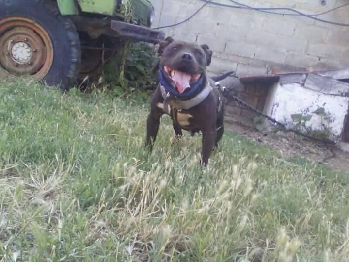 Photo of the dog