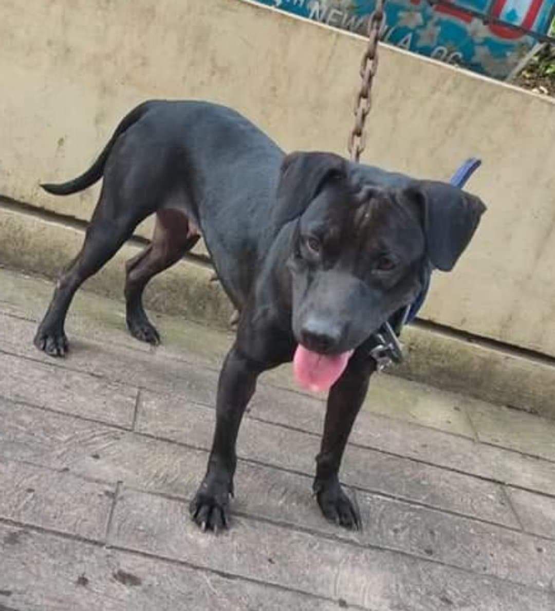 Photo of the dog