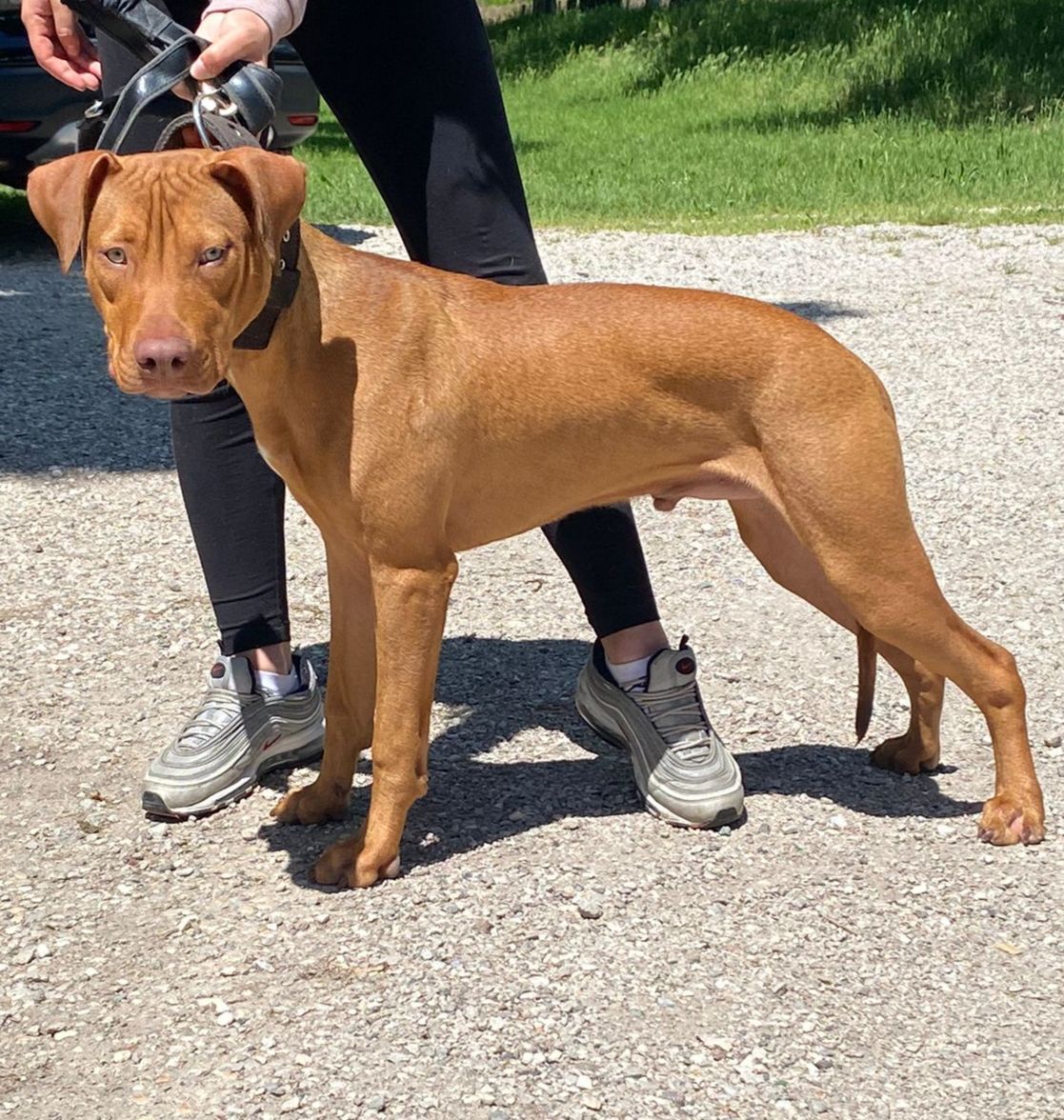 Photo of the dog