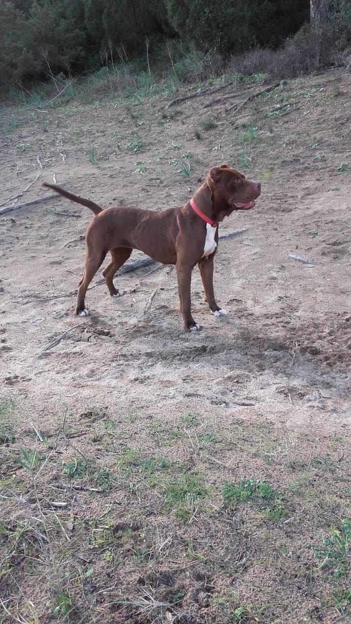 Photo of the dog