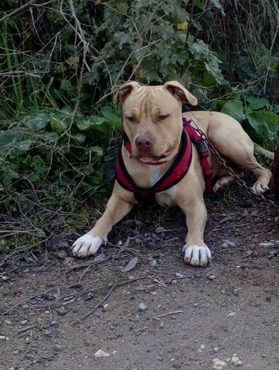 Photo of the dog