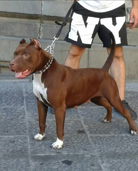 Photo of the dog