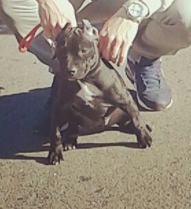 Photo of the dog