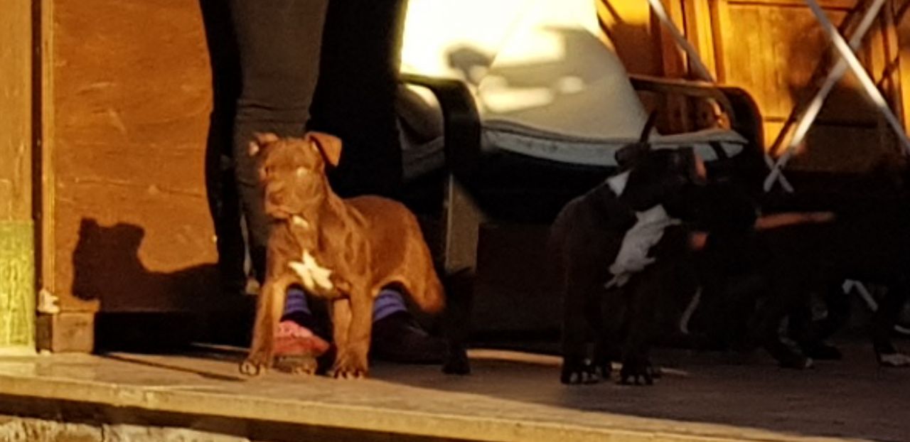 Photo of the dog