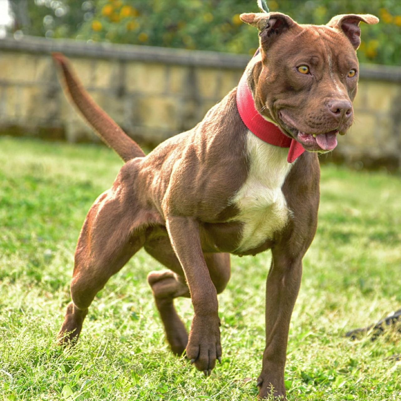 Photo of the dog