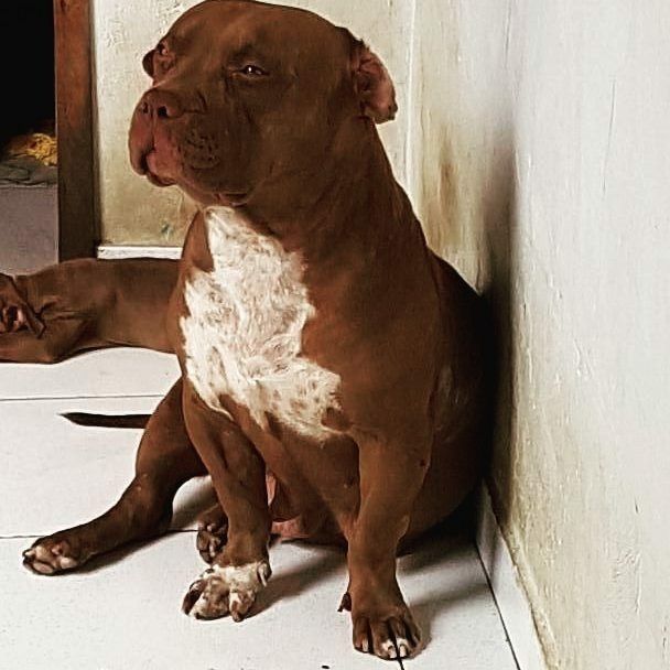 Photo of the dog