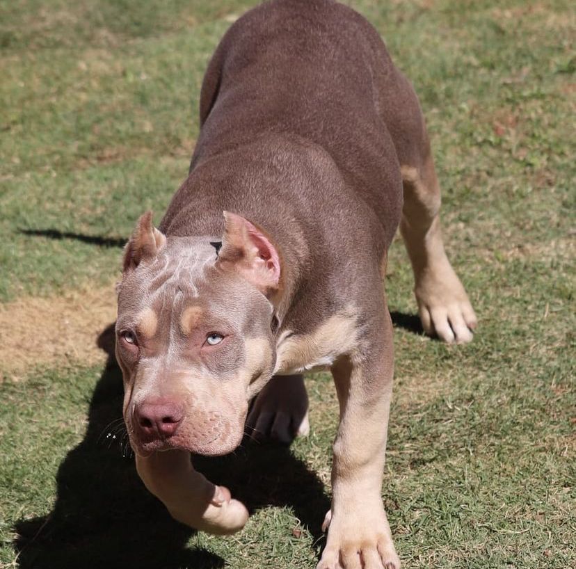 Photo of the dog