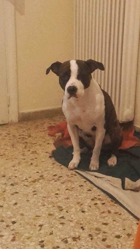 Photo of the dog
