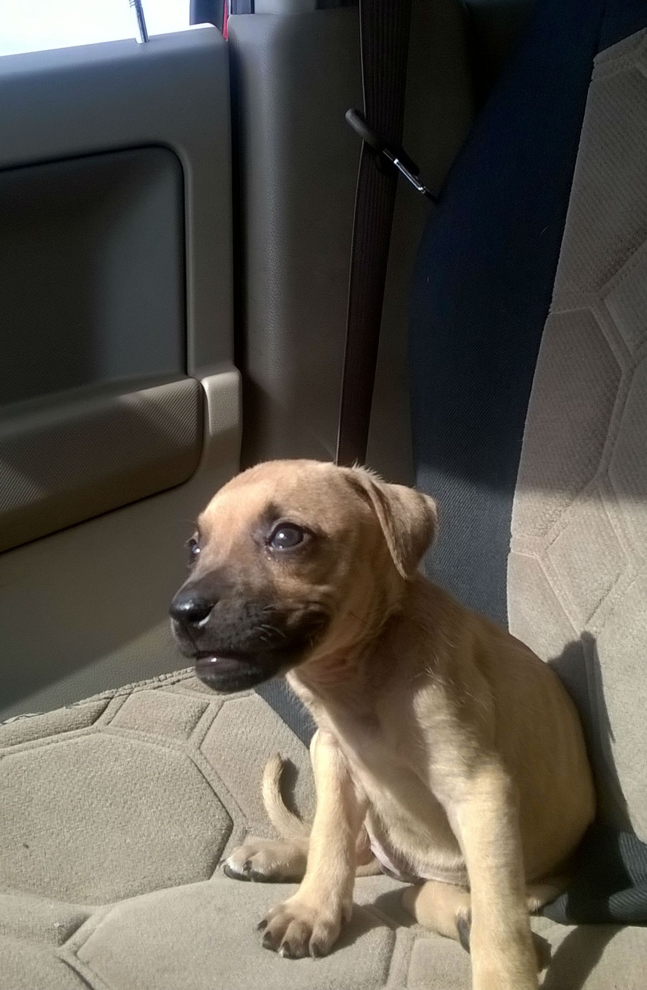Photo of the dog