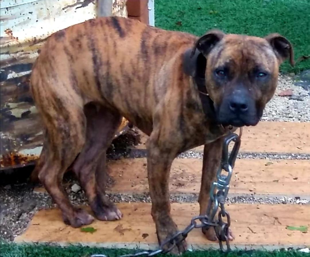 Photo of the dog