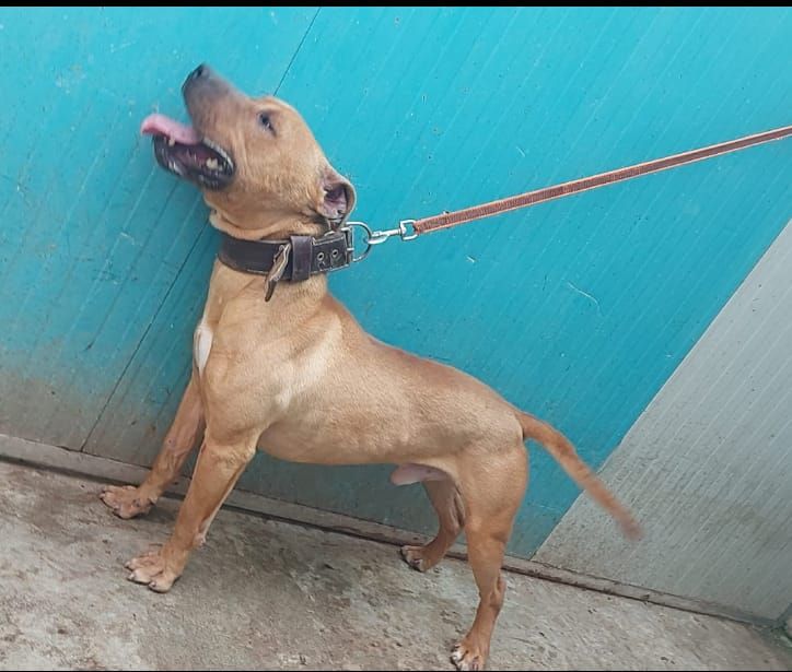 Photo of the dog