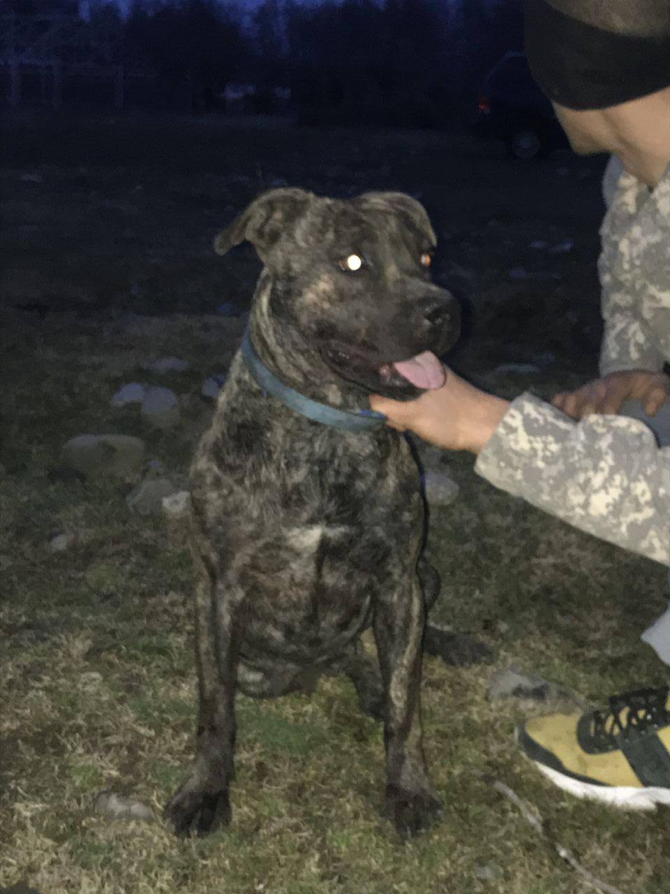 Photo of the dog