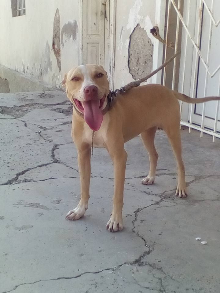 Photo of the dog