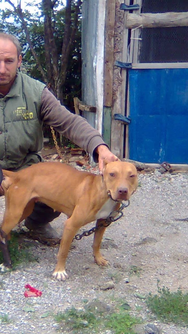 Photo of the dog