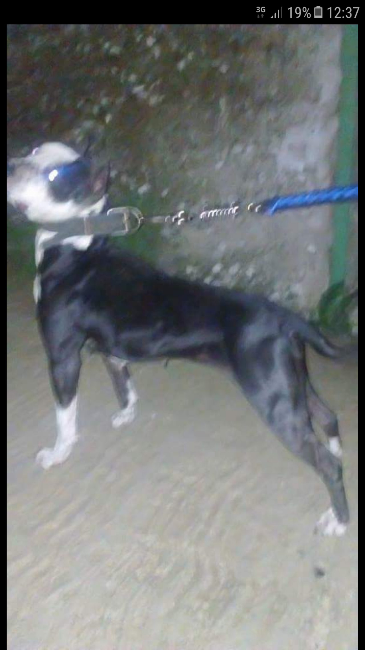 Photo of the dog