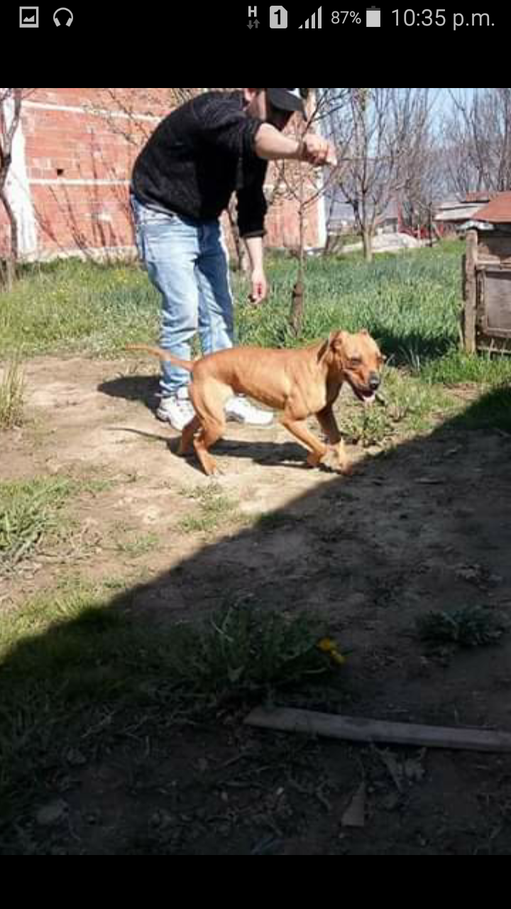 Photo of the dog