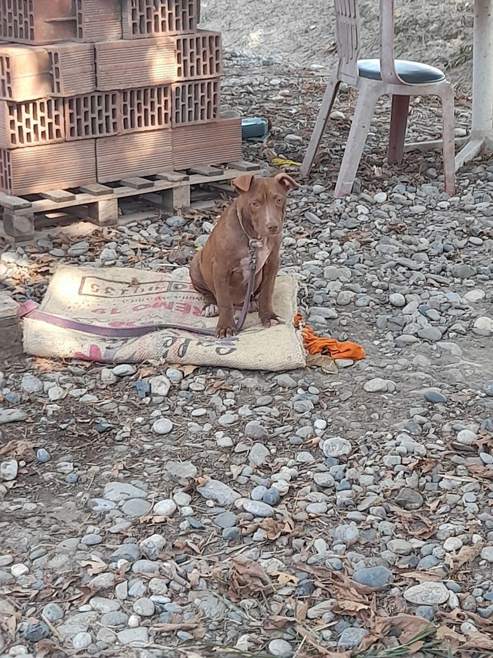 Photo of the dog